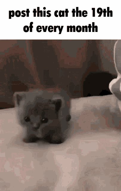 the tiniest kitten waggling around and being pet, with the caption "post this cat the 19th of every month"